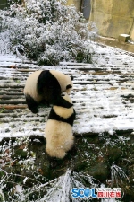 雪地打架的这对母子大熊猫今天成了“网红”！ - Sichuan.Scol.Com.Cn