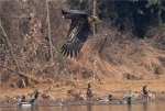 成都青龙湖来“稀客” 一只白尾海雕被众多摄影师偷拍 - Sichuan.Scol.Com.Cn