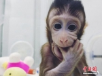 全球顶尖学术期刊《细胞》1月25日在线发表了中国科学家的一项成果：成功培育全球首个体细胞克隆猴。中国科学院神经科学研究所、脑科学与智能技术卓越创新中心的非人灵长类平台里已有两个体细胞克隆猴，分别是2017年11月27日诞生的“中中”和同年12月5日诞生的“华华”。 图片来源：中科院神经所供图 - Sc.Chinanews.Com.Cn