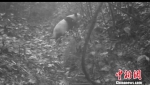 四川洪雅瓦屋山同一地点拍到野生大熊猫和扭角羚 - Sc.Chinanews.Com.Cn
