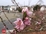 成都龙泉山上的桃花已结花骨朵 晒太阳看花的日子不远啦！ - Sichuan.Scol.Com.Cn