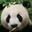 大熊猫为啥爱吃竹子？这个千古之谜终于有了官方解答 - Sichuan.Scol.Com.Cn