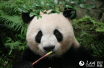 大熊猫为啥爱吃竹子？这个千古之谜终于有了官方解答 - Sichuan.Scol.Com.Cn