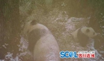 卧龙熊猫母子首同框  顽皮啃坏红外相机 - Sichuan.Scol.Com.Cn