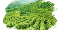 四川绿色食品原料基地数量全国第二 - 人民政府