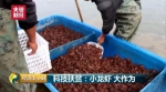 一只小龙虾串出百亿年产值 最值钱的却不是虾肉 - News.Sina.com.Cn