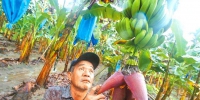 每公斤1元的香蕉是喂猪的？台蕉农：徐国勇该下台 - News.Sina.com.Cn