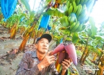 每公斤1元的香蕉是喂猪的？台蕉农：徐国勇该下台 - News.Sina.com.Cn