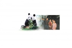 首届中国大熊猫国际文化周明日开启 四川“1+1+8”系列活动准备就绪 - 人民政府