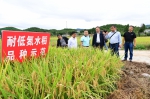 西南科大首个水稻新品种新技术推广专家大院落户梓潼 - 西南科技大学