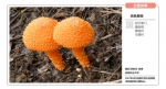 【多彩校园】我校校园硫色蘑菇登上著名刊物《菌物学报》封面 - 西南科技大学