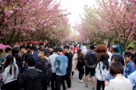 学校举行第二届“樱花之约”园艺健心大型活动暨心理健康节开幕式 - 西南科技大学