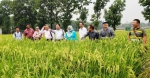 学校教师赴孟加拉国开展杂交水稻学术交流 - 西南科技大学
