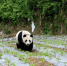 大熊猫国家公园汶川管理总站挂牌成立 - Sc.Chinanews.Com.Cn