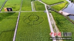 水稻种植基地（富顺融媒 供图） - Sc.Chinanews.Com.Cn