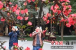 市民在杜甫草堂观赏梅花。安源 - Sc.Chinanews.Com.Cn