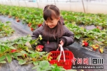一名小朋友开心地采摘草莓。 鄢怀林 - Sc.Chinanews.Com.Cn