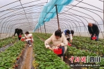 大棚里草莓红了，吸引来了众多游客。 鄢怀林 - Sc.Chinanews.Com.Cn