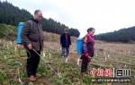 除草。谢义 摄 - Sc.Chinanews.Com.Cn