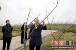 大安区委书记彭长林正在现场看果树情况。王益 摄 - Sc.Chinanews.Com.Cn