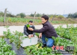 村民种植蔬菜。陈小雄 摄 - Sc.Chinanews.Com.Cn