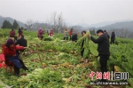 村民们忙着收蔬菜。刘倩 摄 - Sc.Chinanews.Com.Cn