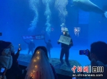 小伙水下求婚现场。(成都海昌极地海洋公园 供图) - Sc.Chinanews.Com.Cn