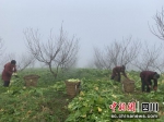 村民们在桃树下采收榨菜。 - Sc.Chinanews.Com.Cn