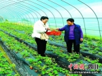 “绿嘉园”家庭农场。杨汉国 摄 - Sc.Chinanews.Com.Cn