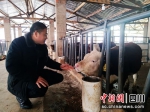 工作人员观察肉牛生长情况。余静摄 - Sc.Chinanews.Com.Cn