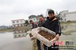 工人们展示虾苗。曾理 摄 - Sc.Chinanews.Com.Cn