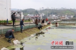 工人们正在一起放虾苗。曾理 摄 - Sc.Chinanews.Com.Cn