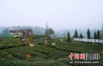 茶叶种植基地(雨城融媒 供图) - Sc.Chinanews.Com.Cn