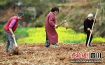 四川蓬安：撂荒地变“粮袋子” - Sc.Chinanews.Com.Cn