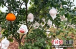 自贡沿滩：早春之味 爆汁的“耙耙柑” - Sc.Chinanews.Com.Cn