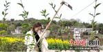 挖土植树。 邱婷 摄 - Sc.Chinanews.Com.Cn