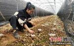童黎珠正在采收新鲜的羊肚菌。陈亚男摄 - Sc.Chinanews.Com.Cn