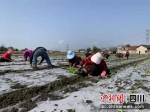 蔬菜种植户们抢抓农时进行栽种。 什邡市委宣传部供图 - Sc.Chinanews.Com.Cn