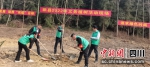 正在一起植树。单华燕 摄 - Sc.Chinanews.Com.Cn