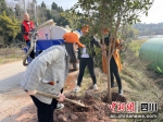 大家正在植树。杨小佳 摄 - Sc.Chinanews.Com.Cn