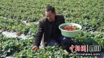 工人正在采摘草莓。（德昌县委宣传部供图） - Sc.Chinanews.Com.Cn