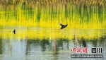 野生鸟类骨顶鸡现岷江河畔。盛晓波摄 - Sc.Chinanews.Com.Cn