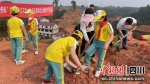 大家正在一起植树。刘倩 摄 - Sc.Chinanews.Com.Cn