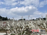 美丽的樱花。（犍为县供图） - Sc.Chinanews.Com.Cn