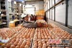 汶川漩口镇工人正在全自动车间捡蛋 。伍排勇摄 - Sc.Chinanews.Com.Cn