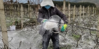 农场员工正在进行生石灰土壤消毒、调酸工作。李瑶 摄 - Sc.Chinanews.Com.Cn
