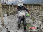 农场员工正在进行生石灰土壤消毒、调酸工作。李瑶 摄 - Sc.Chinanews.Com.Cn