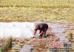 农户正在田间忙碌。李瑶 摄 - Sc.Chinanews.Com.Cn