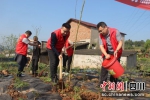 植树造林护新绿，乡村振兴增活力。陶文斯 摄 - Sc.Chinanews.Com.Cn