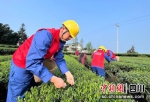服务队志愿者正在帮助茶农抢摘春茶。 牟雯雯摄 - Sc.Chinanews.Com.Cn